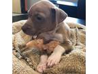 Adopt Boomer a Terrier