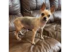 Adopt Houdini a Yorkshire Terrier