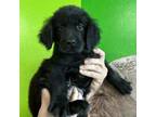 Adopt mario a Mixed Breed