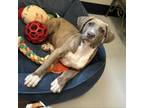 Adopt Buzz a Terrier