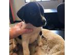 Adopt toad a Mixed Breed