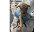 Adopt Ricky Spanish a Catahoula Leopard Dog, Mixed Breed
