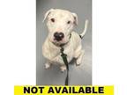Adopt Macadamia a Pit Bull Terrier, Mixed Breed