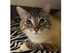 Adopt Hobbs a Domestic Short Hair