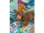 Adopt Frito a Terrier
