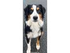 Adopt Radar a Australian Shepherd