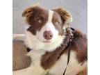 Adopt Whiskey a Border Collie, Mixed Breed