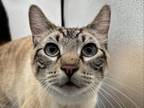 Adopt Zeus a Siamese