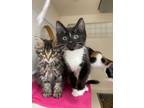 Adopt MacIntosh a Domestic Short Hair
