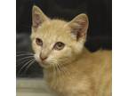 Adopt William Shakespaw a Domestic Short Hair