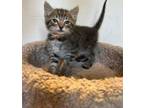 Adopt Tobean a Domestic Short Hair