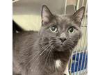 Adopt Craven a Domestic Short Hair