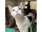 Adopt Noir a Domestic Short Hair