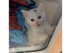 Adopt Luigi a Domestic Short Hair
