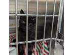 Adopt Parker a Domestic Short Hair