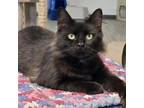 Adopt Sylvester a Domestic Long Hair