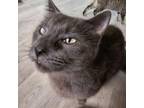 Adopt Squid a Domestic Short Hair
