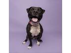 Adopt Bubsicle a Mixed Breed