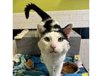 Adopt Oscar a Domestic Short Hair