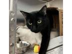 Adopt Juice a Domestic Short Hair