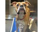 Adopt BoBo a Mixed Breed