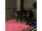 Adopt Peanut Butter a Chinchilla