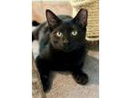 Adopt Black Panther (24-642) a Domestic Short Hair