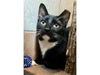 Adopt Spider-Man a Domestic Short Hair