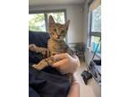 Adopt Bacon a Domestic Short Hair