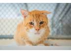 Adopt Drips a Domestic Short Hair