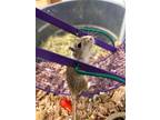 Adopt Paper a Gerbil