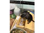 Adopt Rock a Gerbil