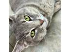 Adopt Smokey a Domestic Short Hair