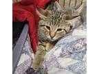 Adopt Doc a Domestic Short Hair