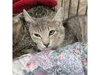 Adopt Waverly a Domestic Short Hair