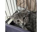 Adopt Wynona a Domestic Short Hair