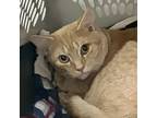 Adopt Mordin a Domestic Short Hair