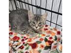 Adopt Pooh a Domestic Short Hair