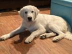Adopt Arlo Ripley Ploof a Great Pyrenees, Anatolian Shepherd
