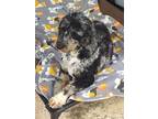 Adopt Forest a Poodle