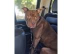 Adopt Sanford a Boxer