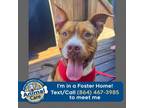 Adopt Mack a Pit Bull Terrier