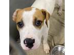 Adopt Chaol a American Staffordshire Terrier