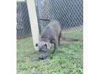 Adopt 76119a Sharkey a American Staffordshire Terrier, Mixed Breed