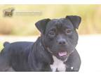 Adopt 75721A Zorro a American Staffordshire Terrier, Mixed Breed