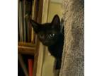 Adopt Josh a Domestic Short Hair