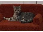 Adopt Howard a Domestic Short Hair