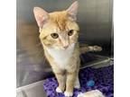 Adopt Truman a Domestic Short Hair