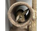 Adopt Lance a Bunny Rabbit