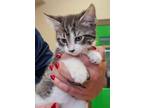 Adopt Tanner a Domestic Short Hair